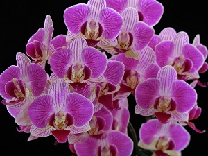 Phalaenopsis Fullers Fisherman Logan AM 81 pts.